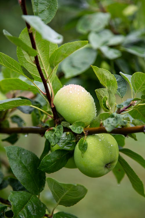 A Close-Up Shot of Green Apples on the Tree