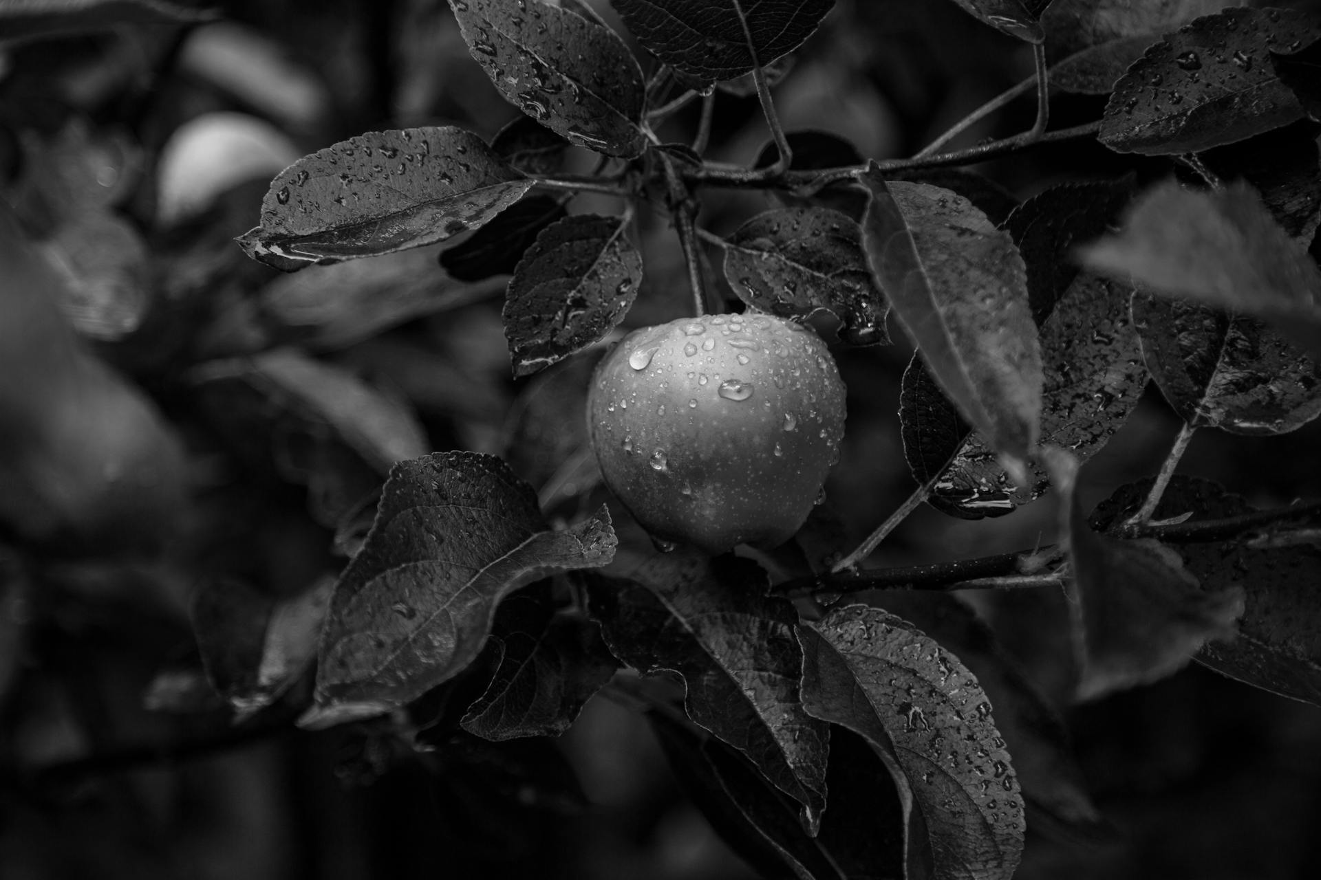 Grayscale Photo of a Wet Apple