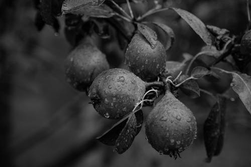 Ingyenes stockfotó esőcseppek, fekete-fehér, gyümölcsök témában