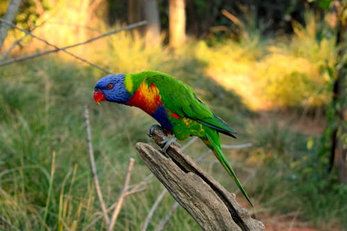 動物園, 夏天, 彩虹 的 免费素材图片