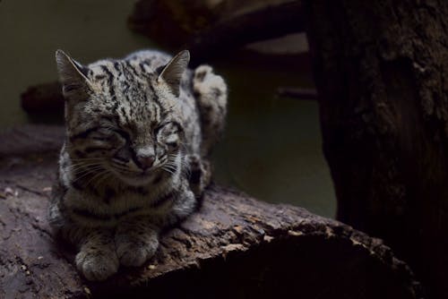 ネコ, 動物園, 悲しいの無料の写真素材