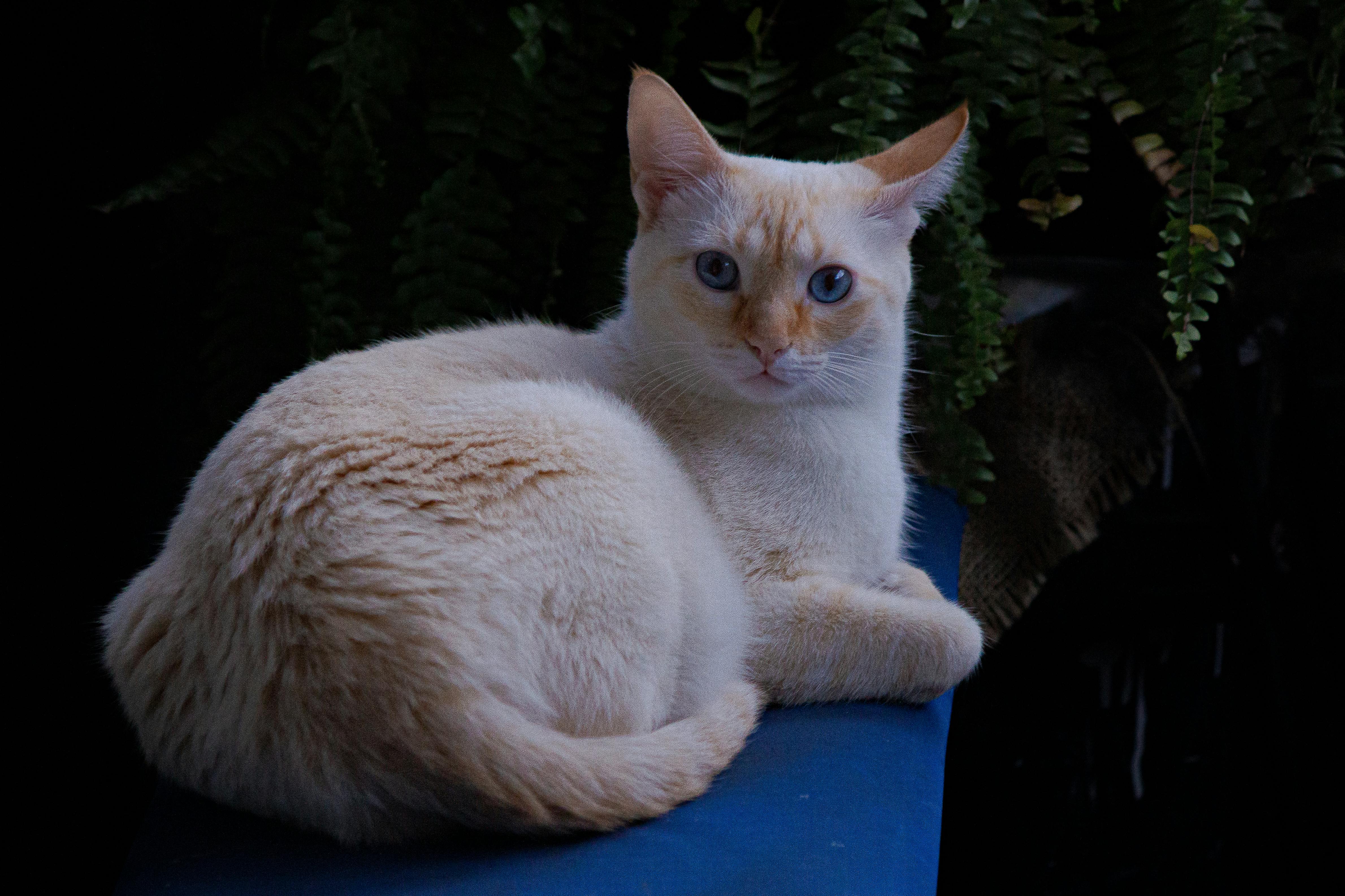 Tabby cat - Wikipedia