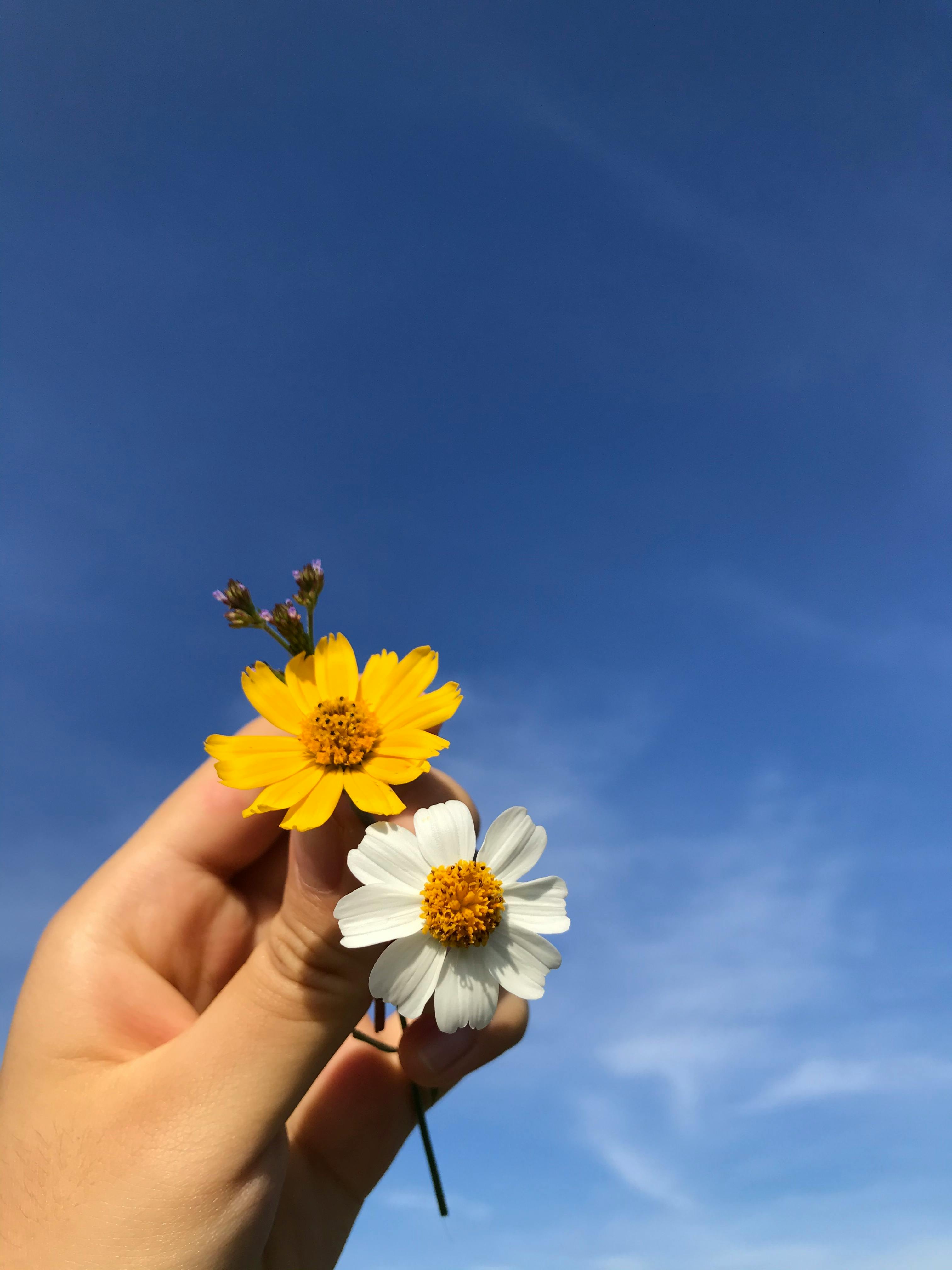 yellow and white flowers