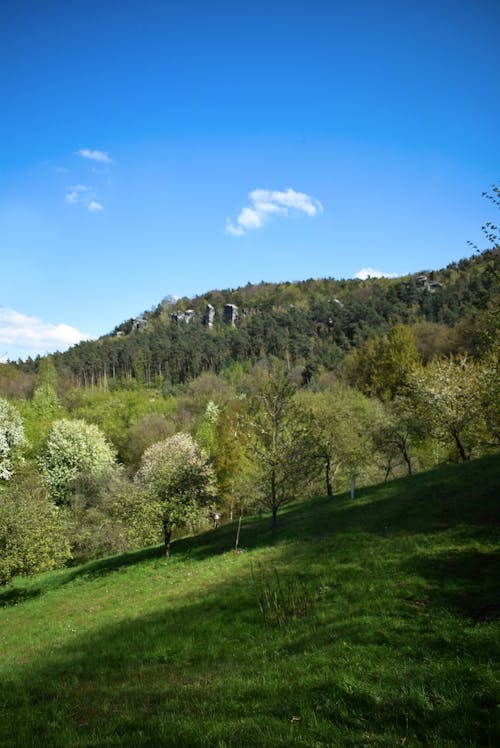 Foto profissional grátis de área, árvores, céu azul