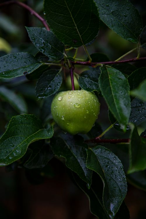 Free Detailed shot of an unripe green apple with water droplets on leaves, exuding freshness. Stock Photo