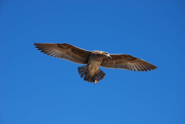 A Brown Hawk Flying In The Air