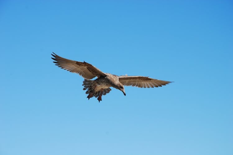 A Brown Hawk Flying In The Air