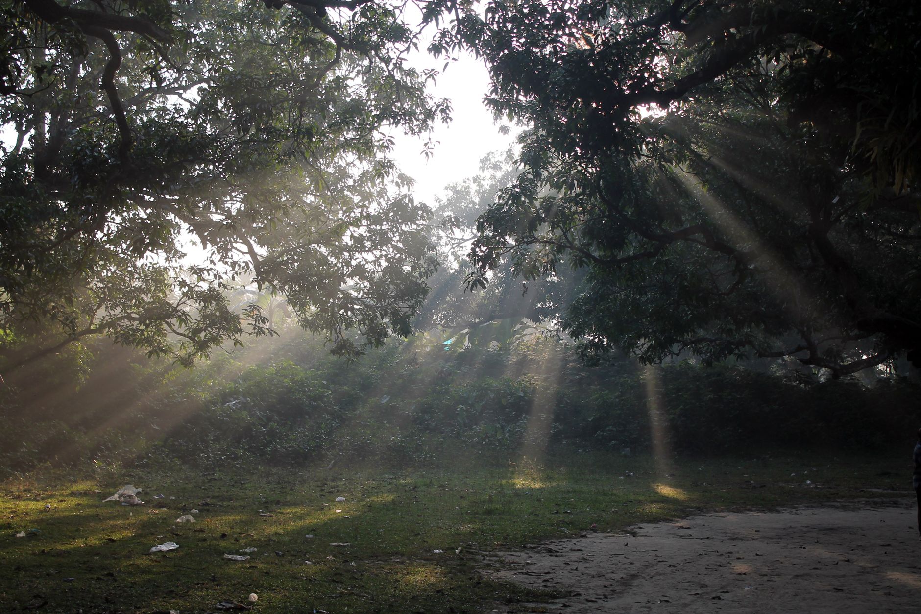 Sunlight filtering through trees in a serene forest setting.