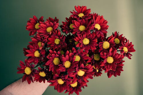 A Person Holding Red Chrysanthemum Flowers