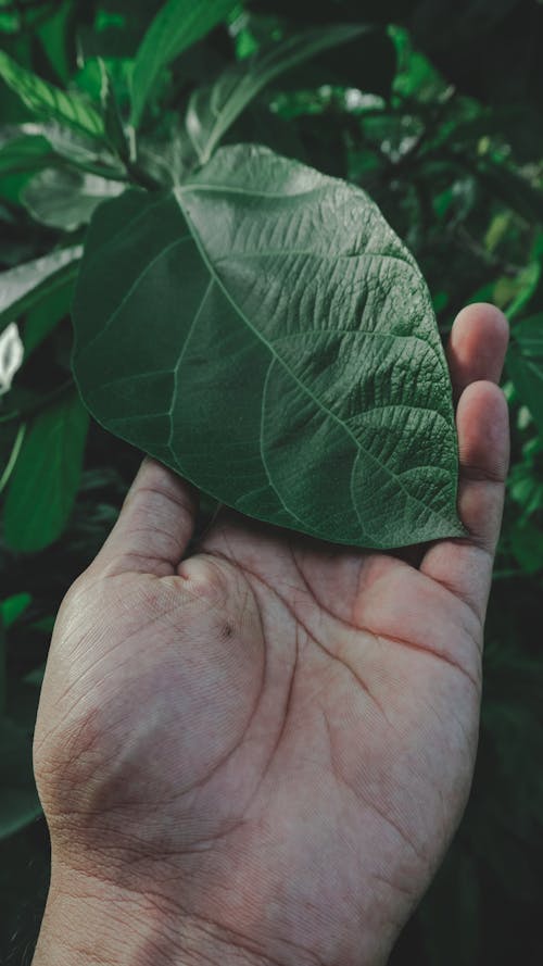 Free A Person Holding a Green Leaf Stock Photo