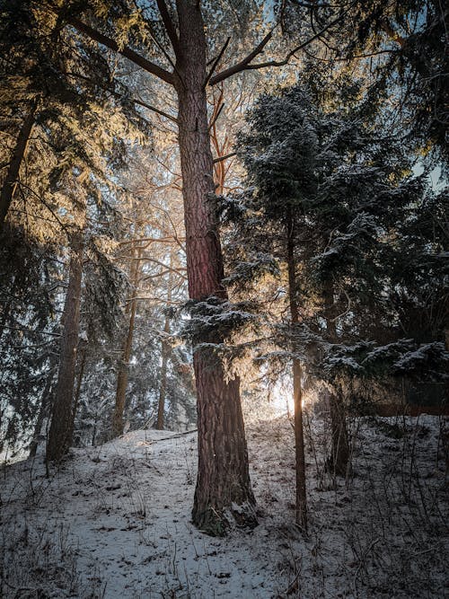 Kostnadsfri bild av kall, skog, snö
