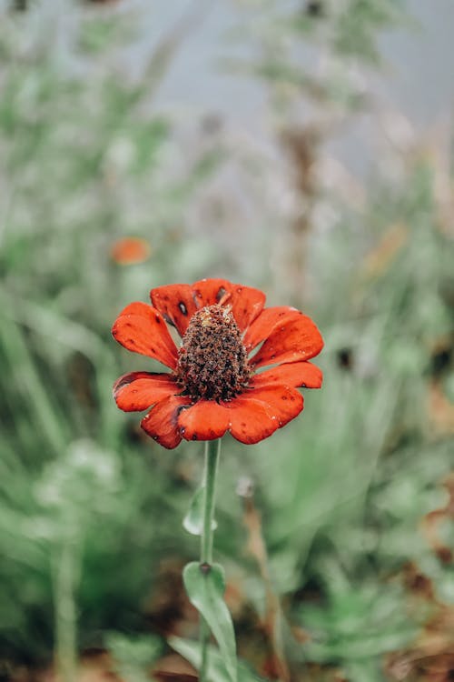 Foto d'estoc gratuïta de color, creixement, flor