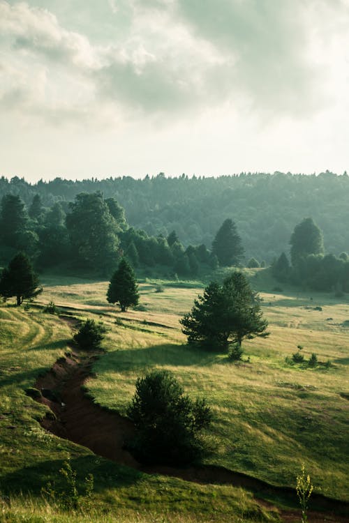 Immagine gratuita di alberi, ambiente, campo