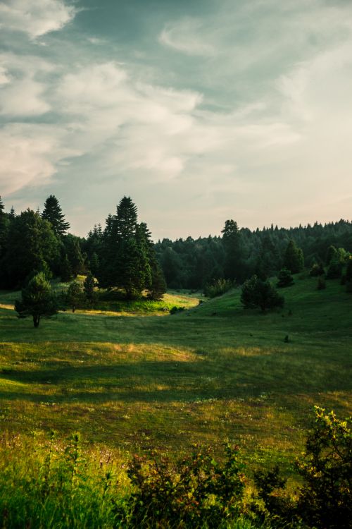 Free Vibrant meadow landscape with towering trees and dramatic sky under natural light. Stock Photo