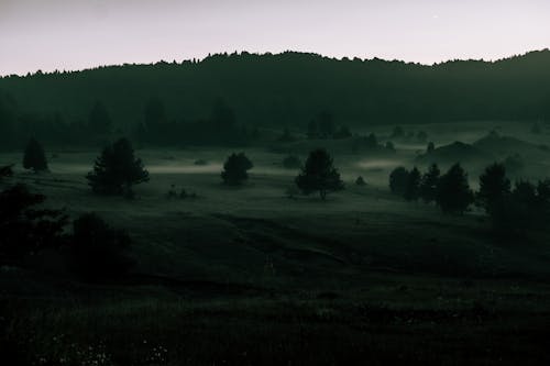 Trees on a Grassy Field