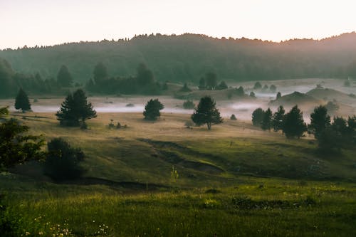 Green Grass Field 