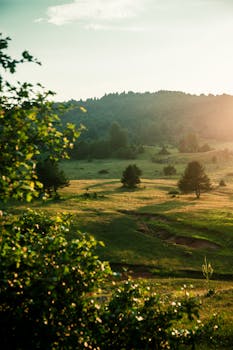 Serene view of sunny countryside meadow with rolling hills and trees at sunrise.