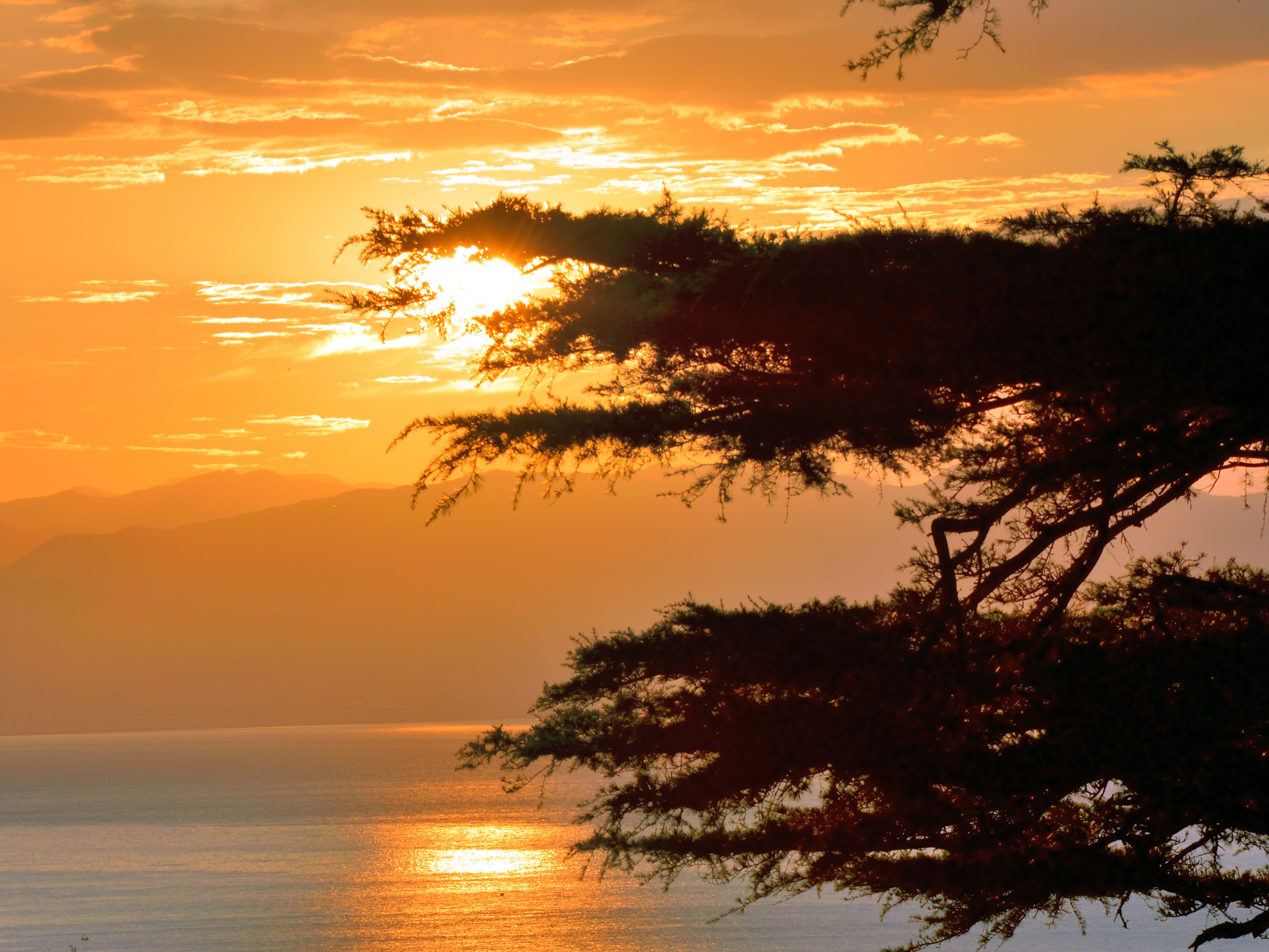 Silhouette of a Tree Near Body of Water During Golden Hour · Free Stock ...