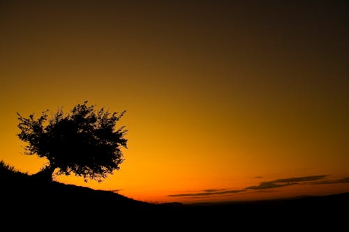 剪影, 日落, 樹 的 免費圖庫相片