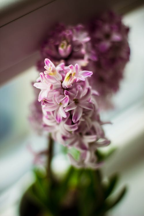 Purple White Petaled Flower