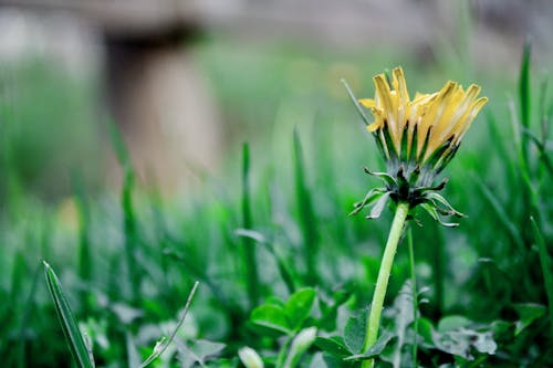 黄色いデイジーの花のセレクティブフォーカス写真