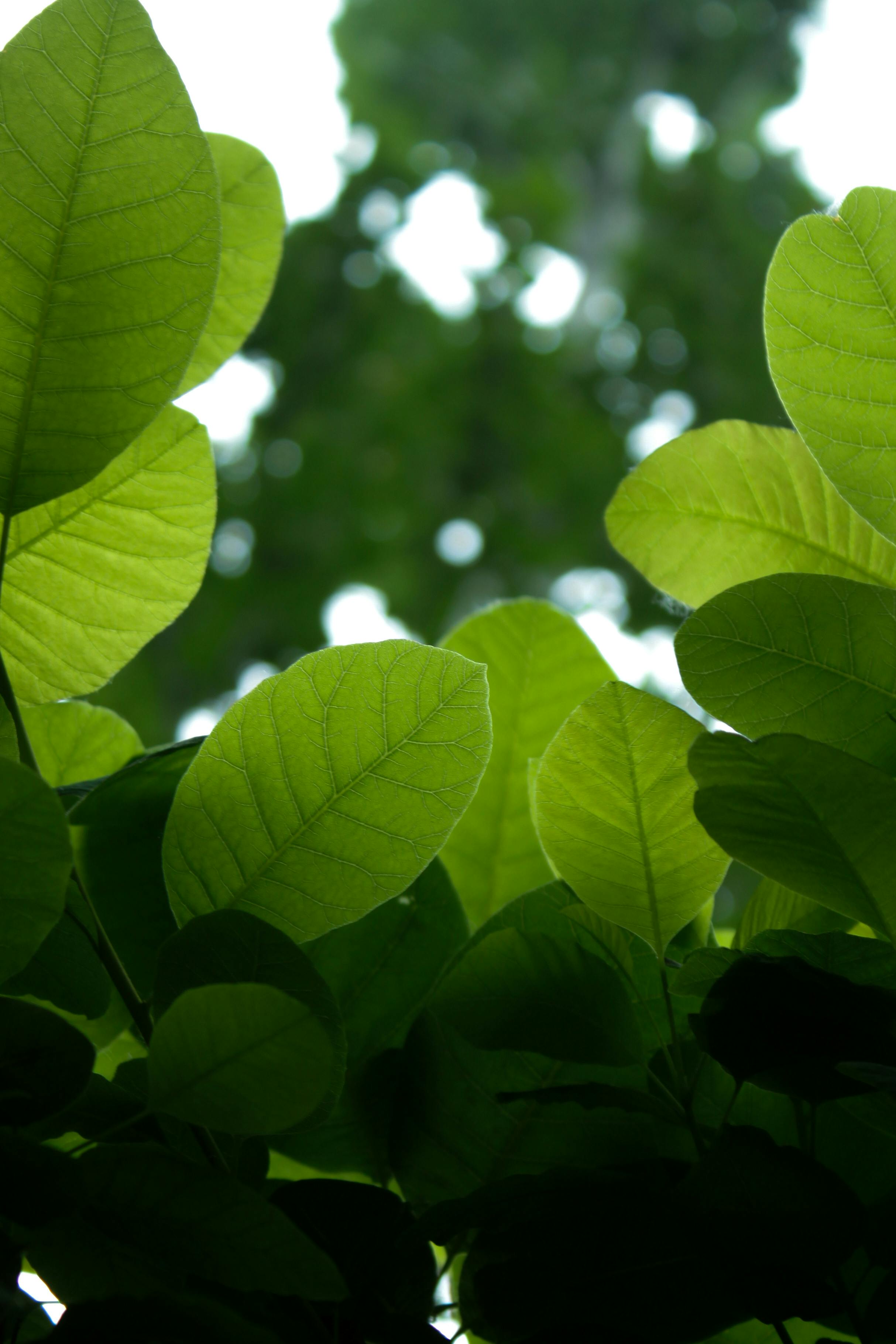 selective focus photograph of a green plant leaves