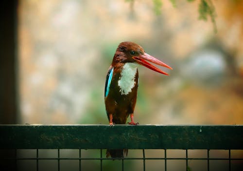 Immagine gratuita di fotografia della natura, fotografia di uccelli, uccello