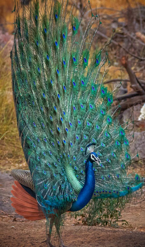 Free Photograph of a Peacock Bird Stock Photo