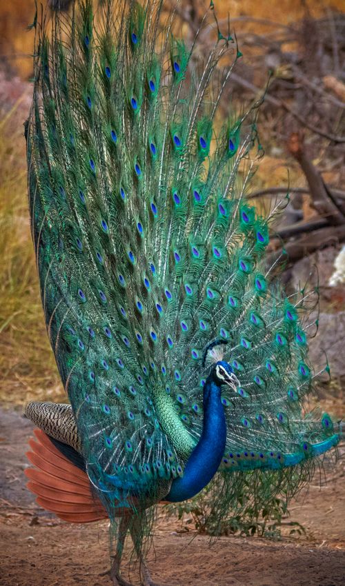 Free Stunning peacock showcasing its vibrant feathers in a natural habitat. Stock Photo