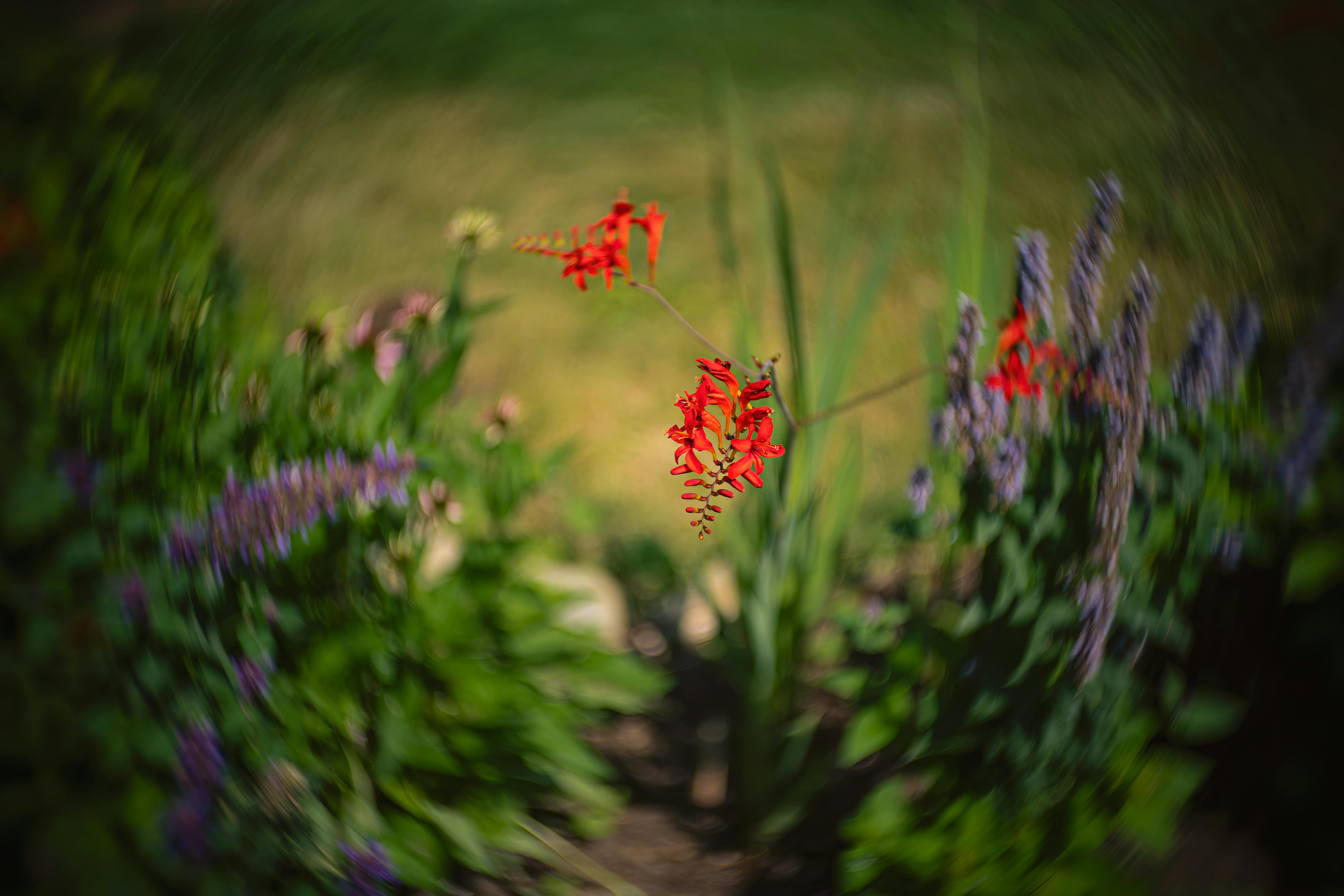 Close-up of vibrant red coppertips in a blurred garden setting with selective focus.