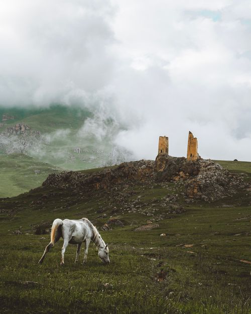 Free A serene scene of a white horse grazing in the misty mountains of North Ossetia, Russia. Stock Photo
