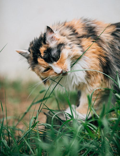 Furry Cat eating on Grass