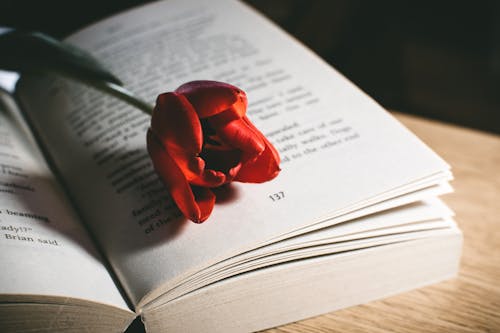 Free Red Tulip Flower On Book Page Stock Photo