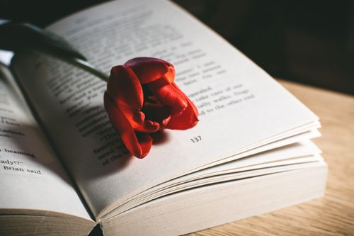 Free A vibrant red tulip rests on an open book, creating a serene and artistic composition. Stock Photo