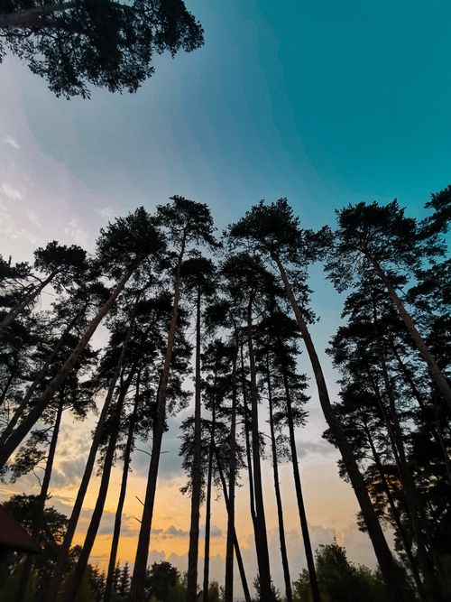 Free A dramatic view of tall pine trees silhouetted against a vibrant twilight sky. Stock Photo