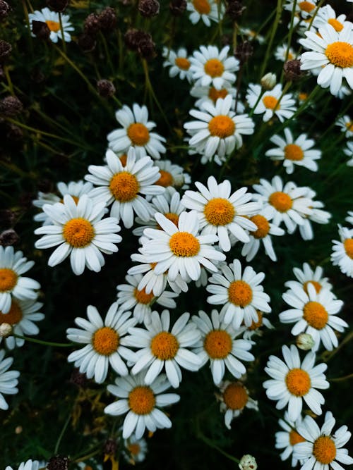 Foto profissional grátis de aumento, delicado, flora