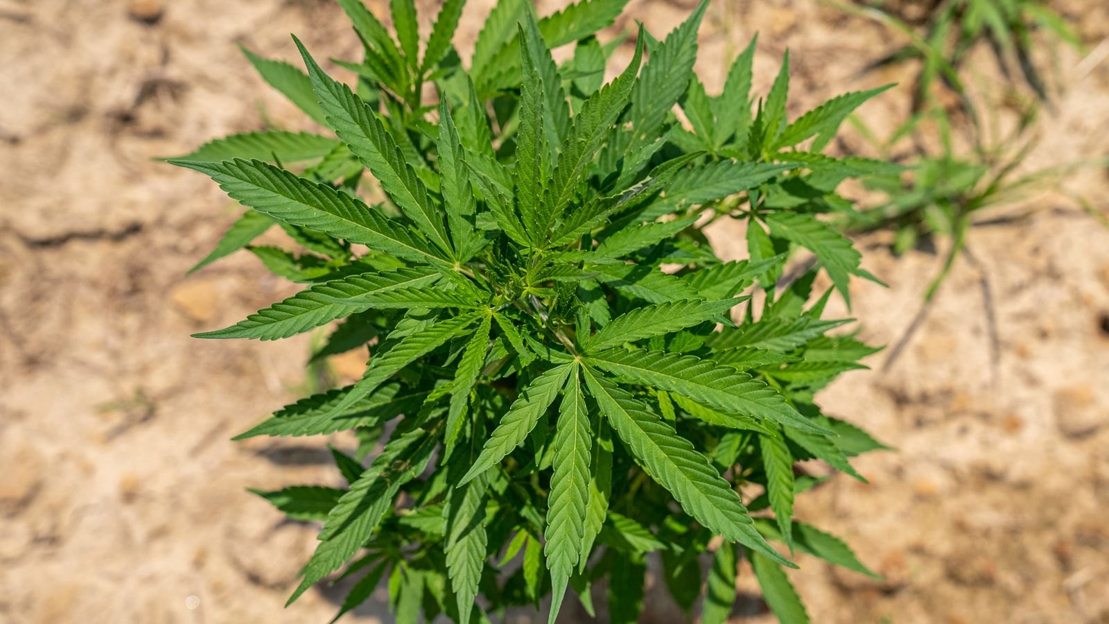 A healthy cannabis plant thriving outdoors under the sun in a natural setting.
