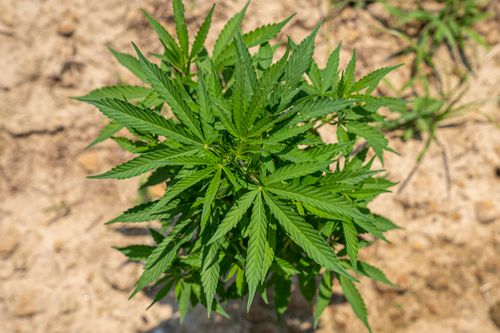 Free A healthy cannabis plant thriving outdoors under the sun in a natural setting. Stock Photo