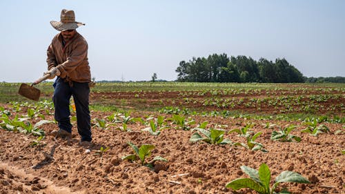 Farmer plowing the Soil 