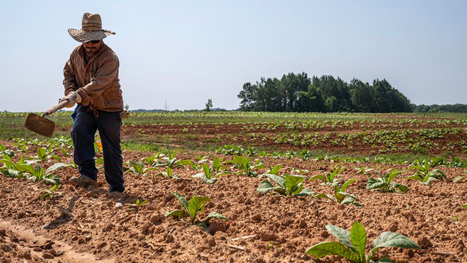 A farmer tills soil in a North Carolina field under a clear sky.