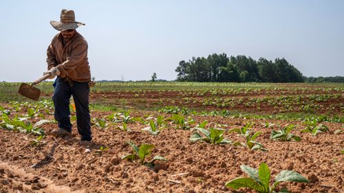 Free A farmer tills soil in a North Carolina field under a clear sky. Stock Photo