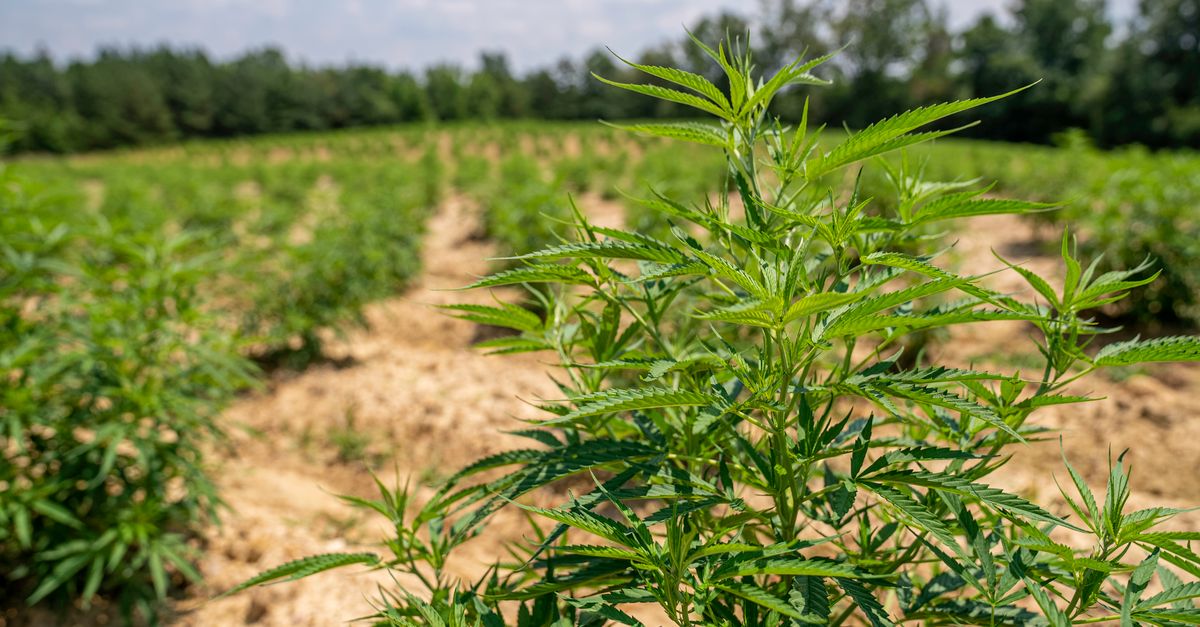 Vibrant cannabis plants growing in a sprawling outdoor field under blue skies.