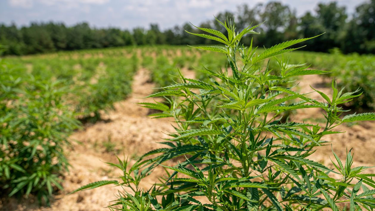 Planta de cannabis al aire libre en cultivo de mercado emergente