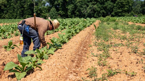 Ingyenes stockfotó eke, farmer, földművelés témában