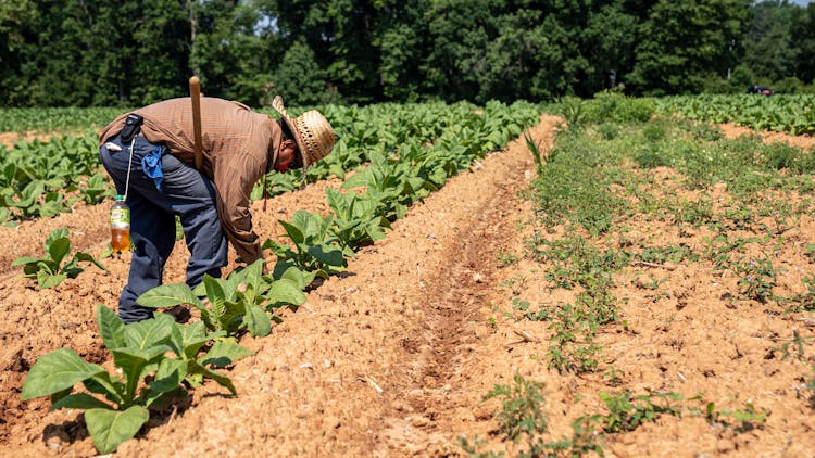 Farmer Plowing The Soil 