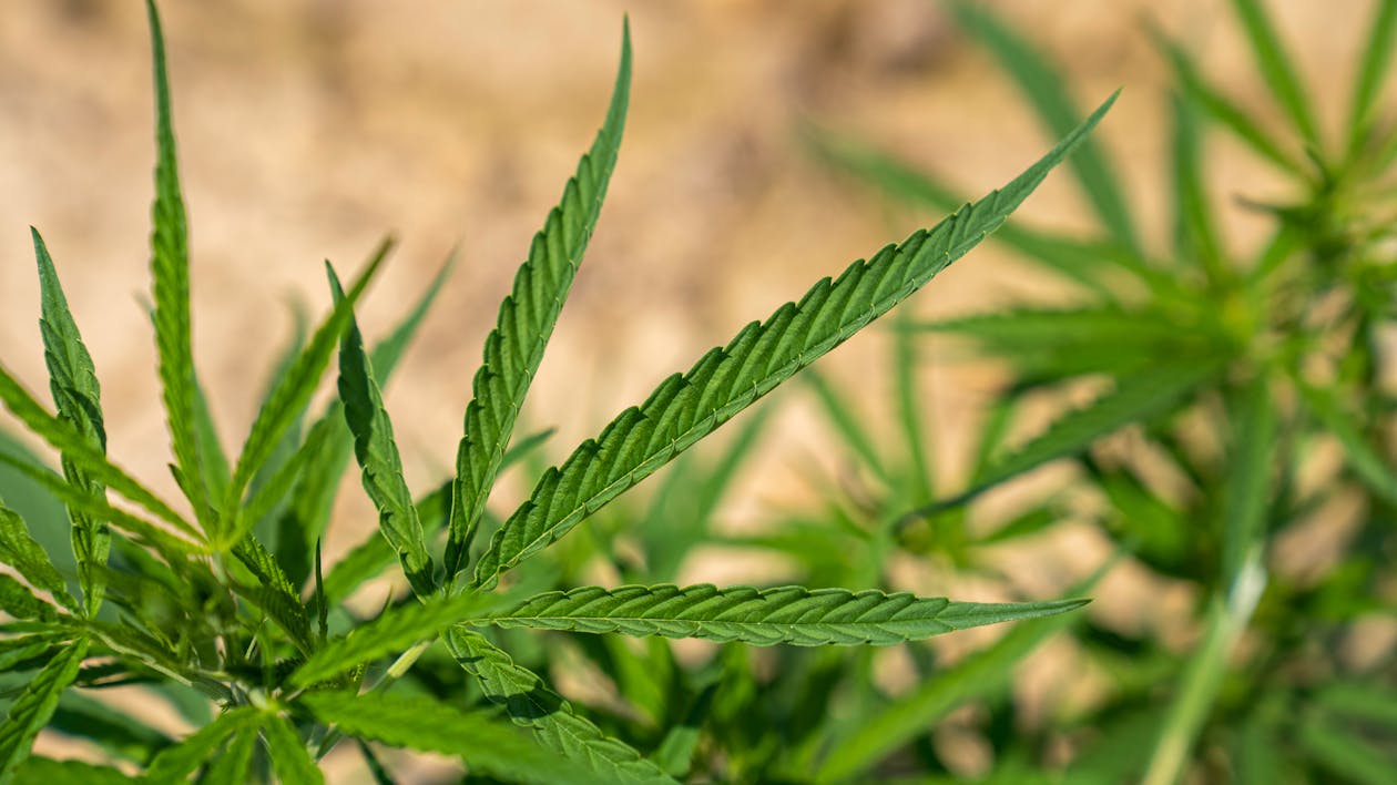 what are products of legal hemp