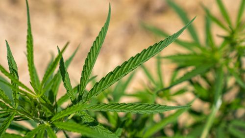 Free Detailed close-up of vibrant cannabis leaves growing outdoors under sunlight. Stock Photo