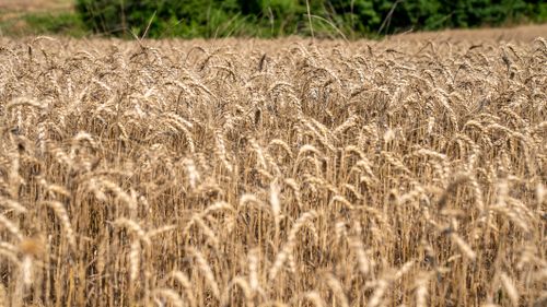 Free Vast wheat field with golden stalks swaying under bright summer sunlight in North Carolina. Stock Photo