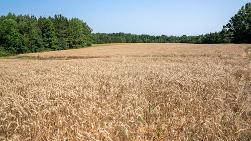 イネ科, 小麦, 小麦畑の無料の写真素材