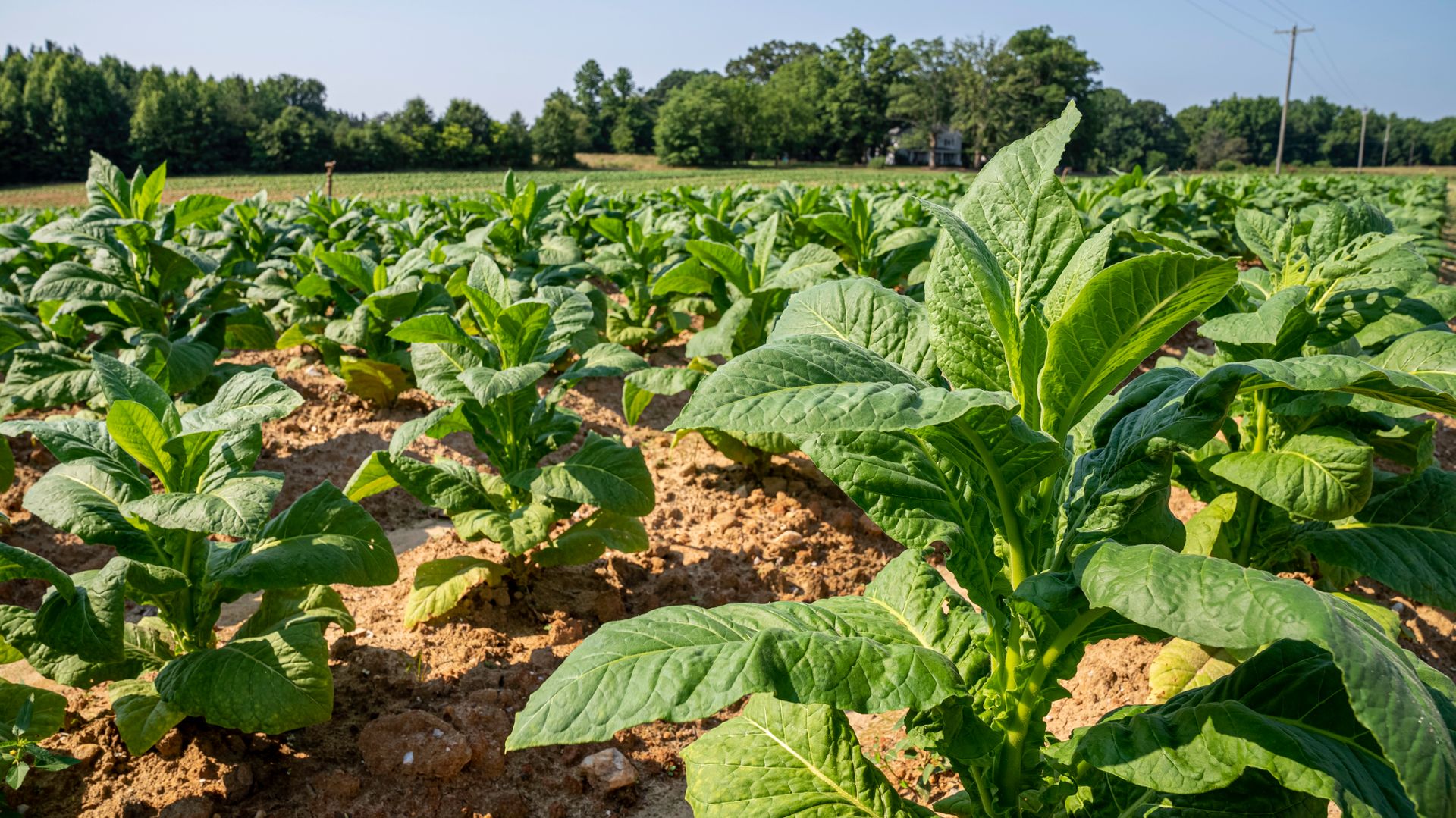 Vibrant green tobacco plants growing in a sunlit field in North Carolina.